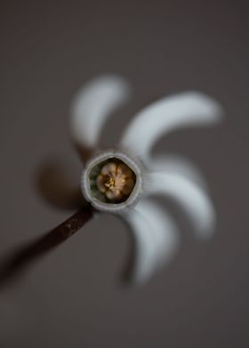 Cyclamen flower blossoming