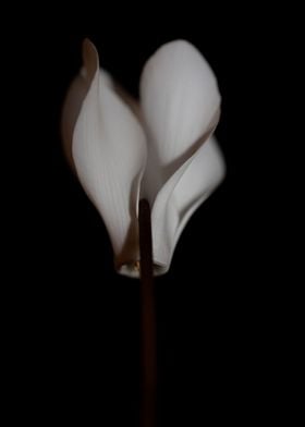 White cyclamen flowering