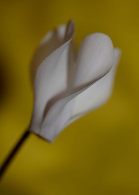 Cyclamen blossom close up