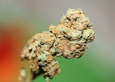 Medical cannabis close up