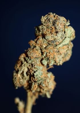 Cannabis sativa mega bud