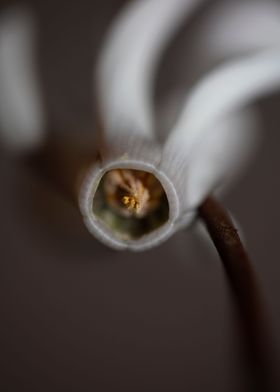 White cyclamen flowering