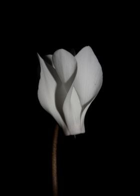 Cyclamen flower blossoming