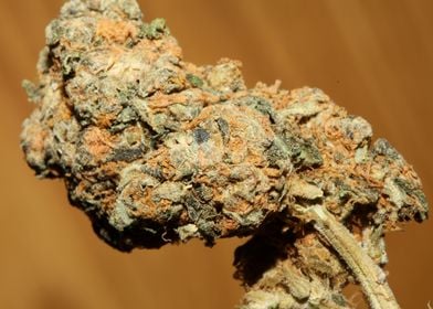 Medical cannabis close up