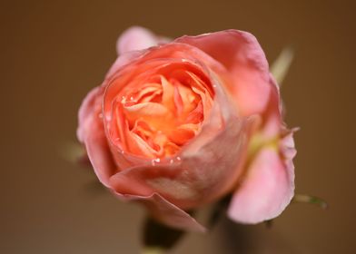 Rose flower blossom macro