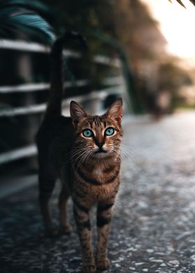 Blue eyes cat