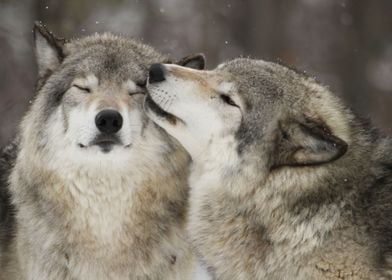 Wolf love