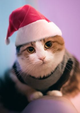 Cute Christmas cat