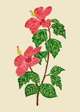 Hibiscus Plant Botanical 