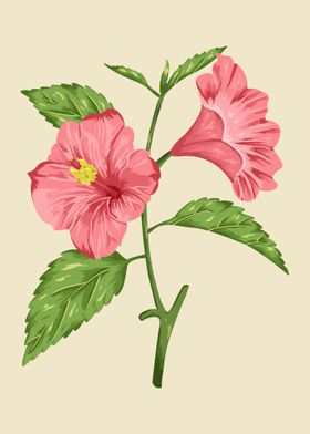 Hibiscus Botanical Art