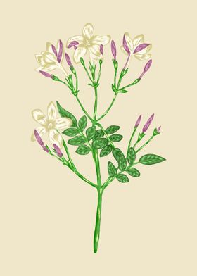 Jasmine Botanical Art