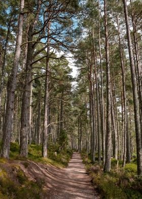 Scottish Forest