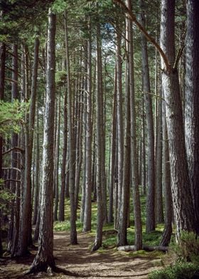 Scottish Forest