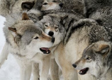 Wolf pack 3