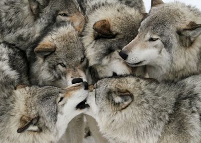 Wolf pack 5