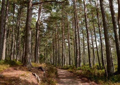 Scottish Forest