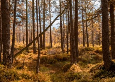 Scottish Forest