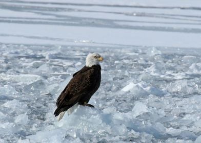 Eagle on ice