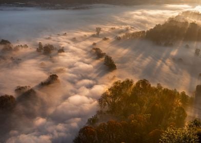 Trees in the morning mist