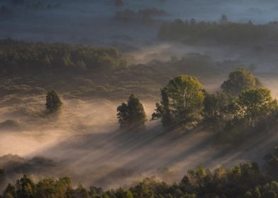 Trees in the morning mist