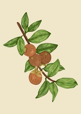 Jojoba Botanical Art