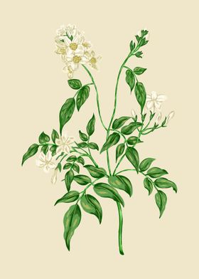 Jasmine Botanical Art