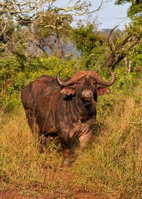 African Buffalo Sunrise