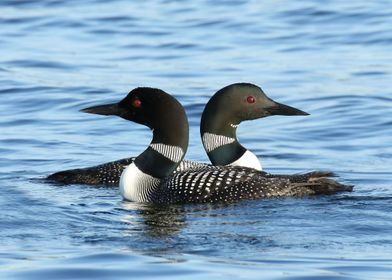 Loon love