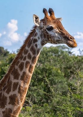 Giraffe Portrait