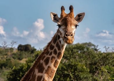 Giraffe Portrait