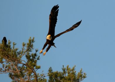 Eagle and crow