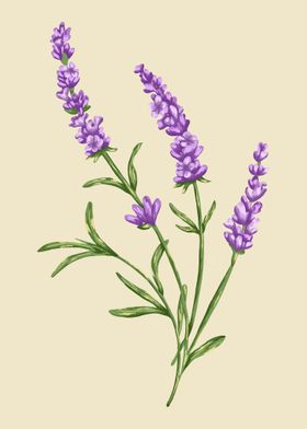 Lavender Botanical Art