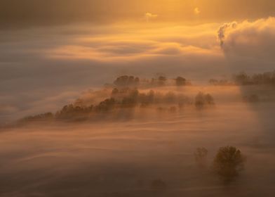 Trees in the mist