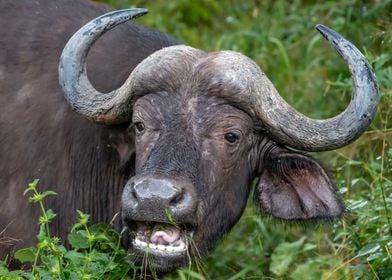 African Buffalo Portrait