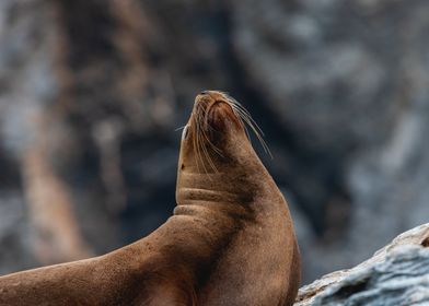 Sea lion