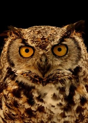 Great horned owl stare