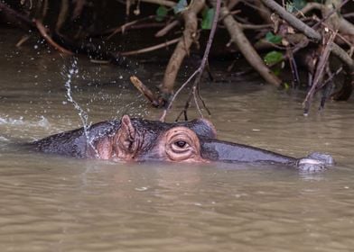 Hippopotamus Portrait