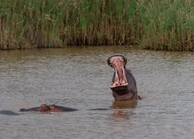 Yawning Hippopotamus Bull