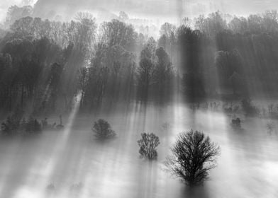 Trees in the mist