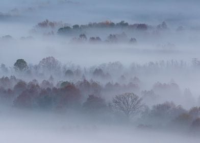 Trees in the morning mist