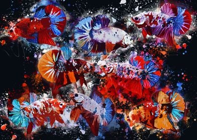 Multicolor Fighting Fishes