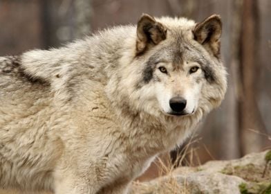 Timber wolf up close