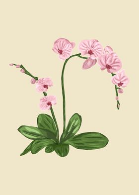 Orchid Botanical Art