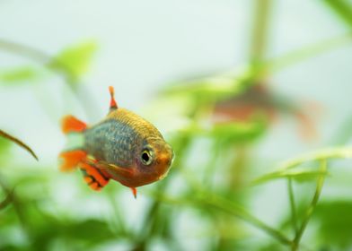 aquarium rasbora fish