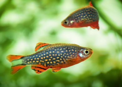 aquarium rasbora fish