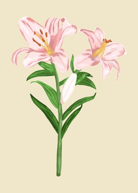 Lily Botanical Art