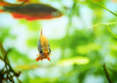 aquarium rasbora fish