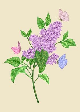 Lilac Botanical Art