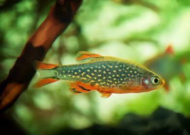 aquarium rasbora fish