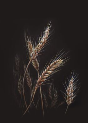 Ears of wheat on black